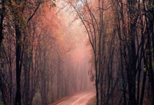 开云下载-里昂横扫多特蒙德，莱万打破历史纪录——足球世界的非凡夜晚